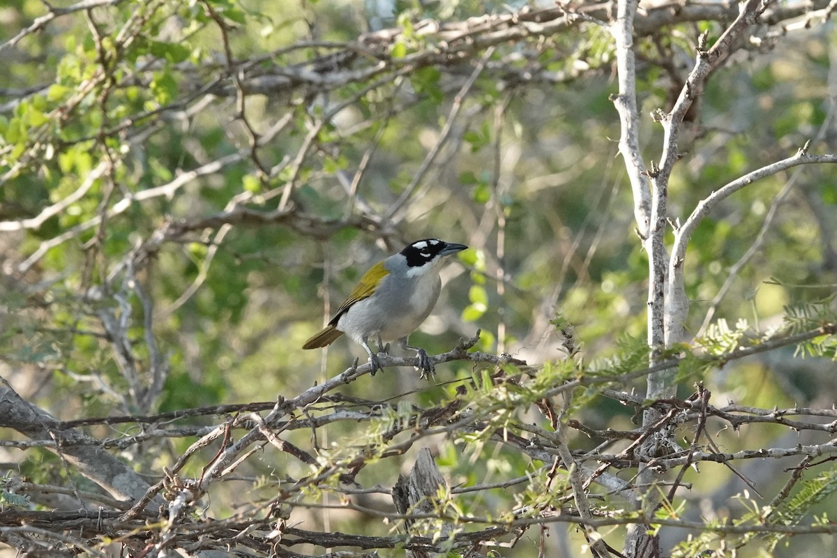 Черношапочная пальмагра - ML646493036