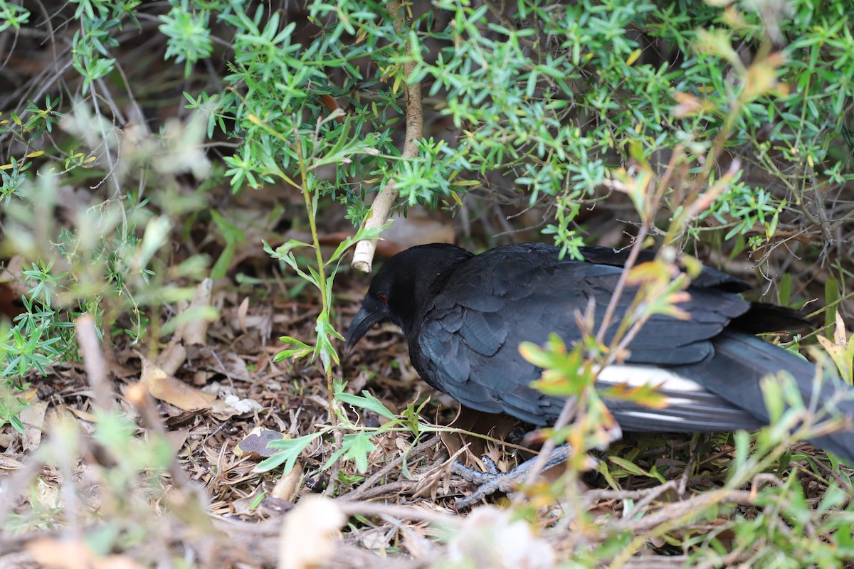 White-winged Chough - ML646493037