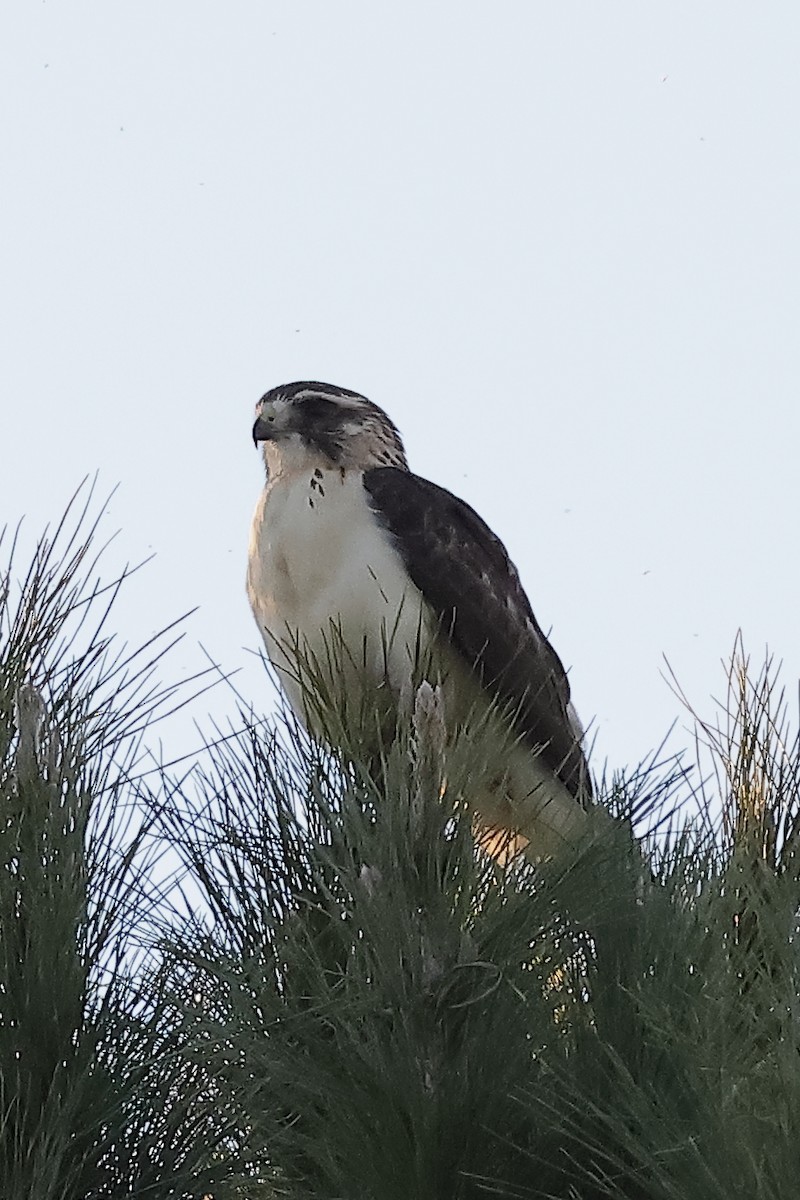 Short-tailed Hawk - ML646493041