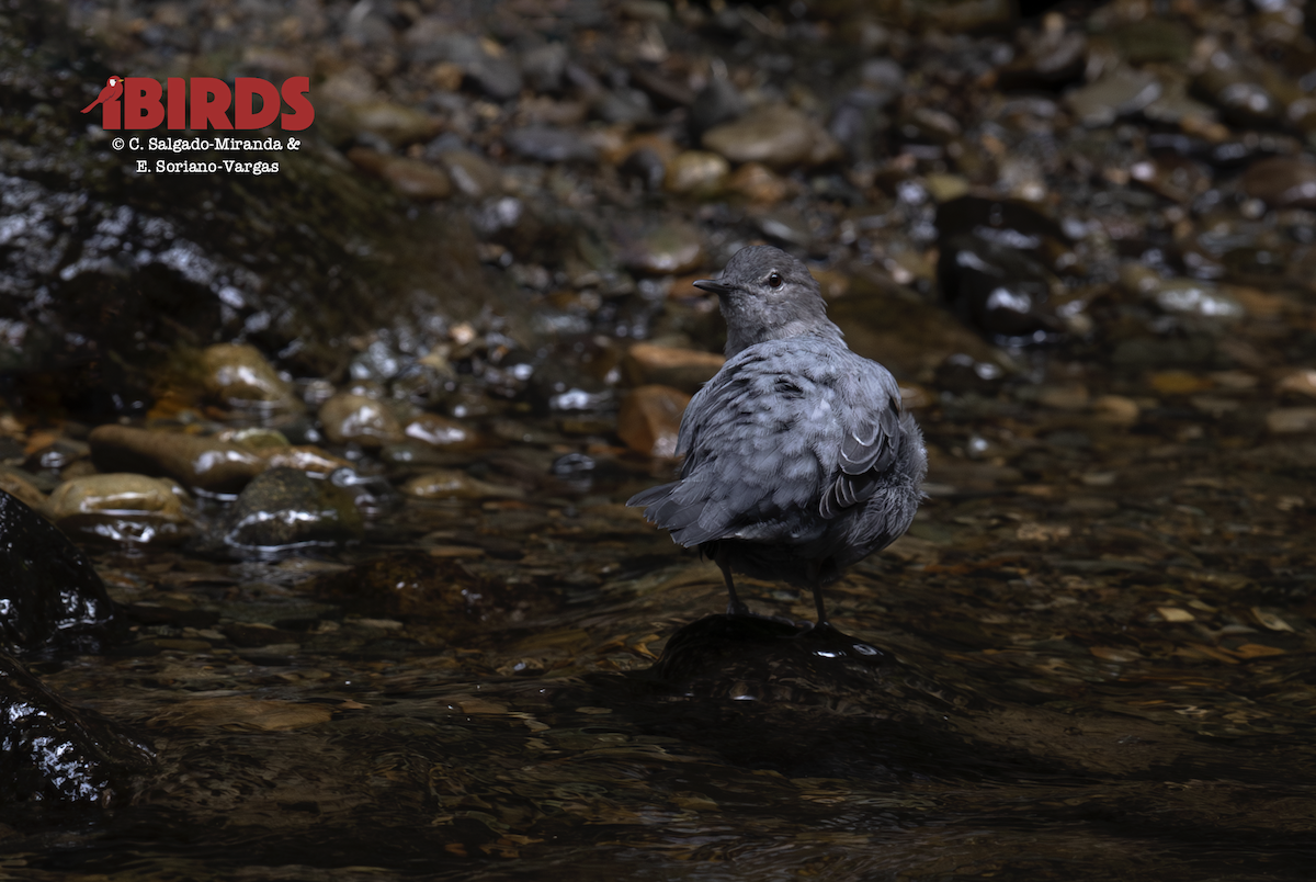 American Dipper - ML646493042