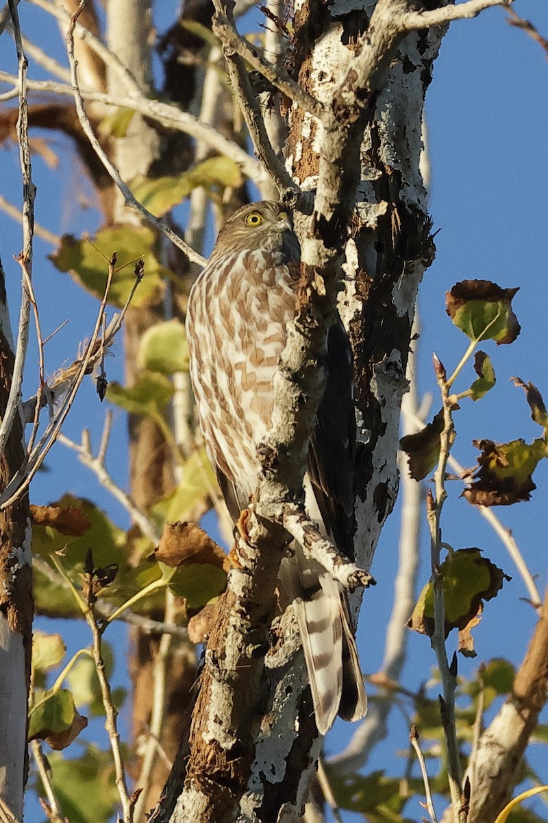 Sharp-shinned Hawk - ML646493043