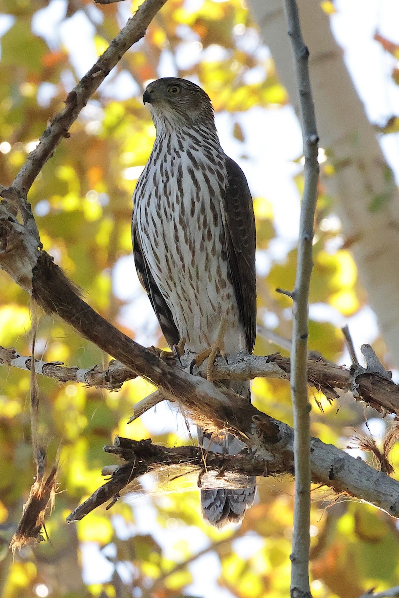Cooper's Hawk - ML646493046