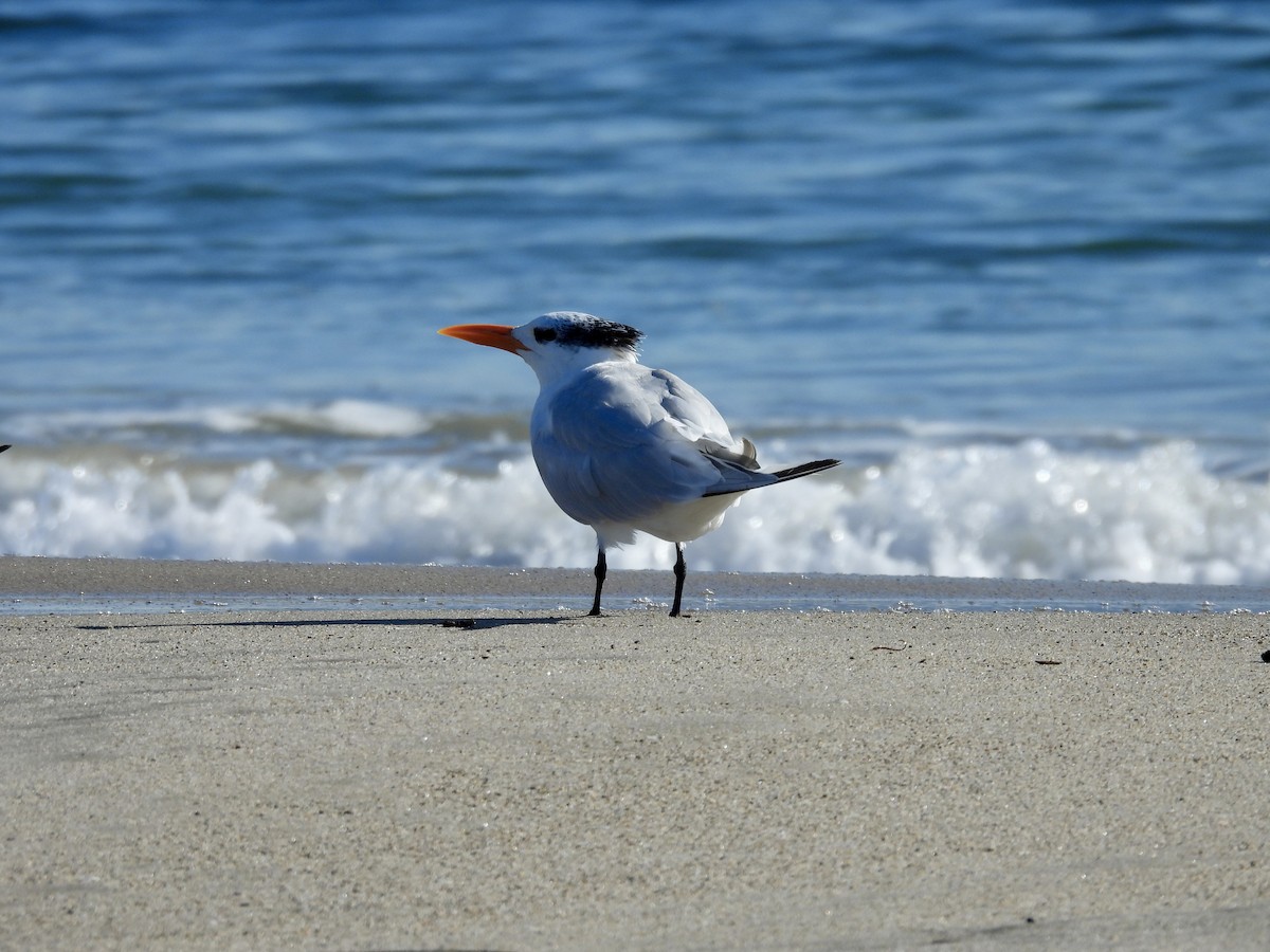 Royal Tern - ML646493047