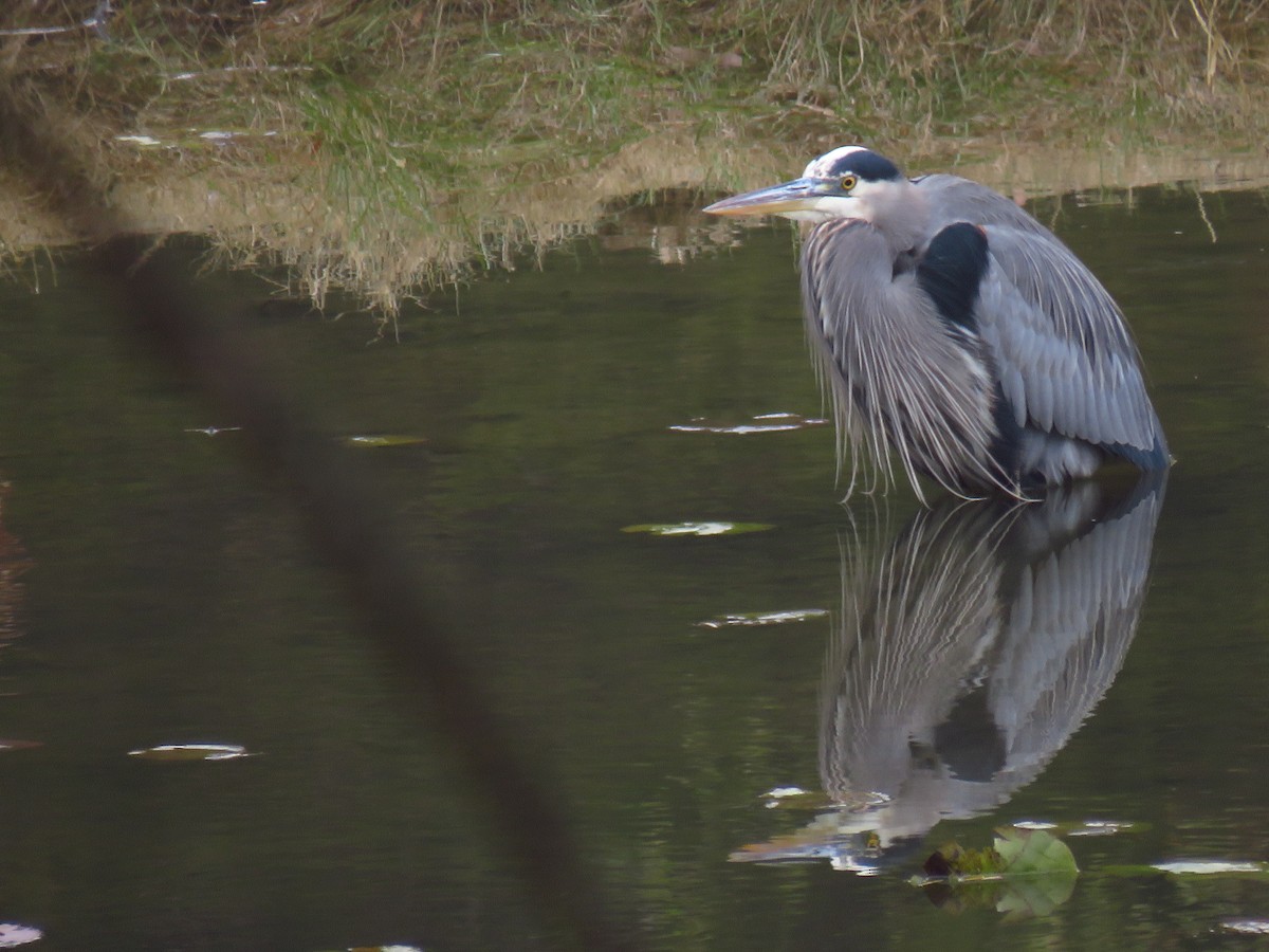 Great Blue Heron - ML646493049