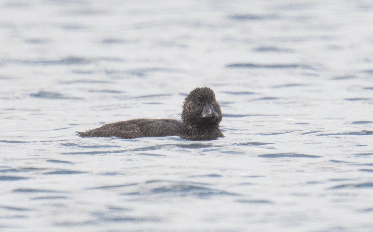 Musk Duck - ML646493056