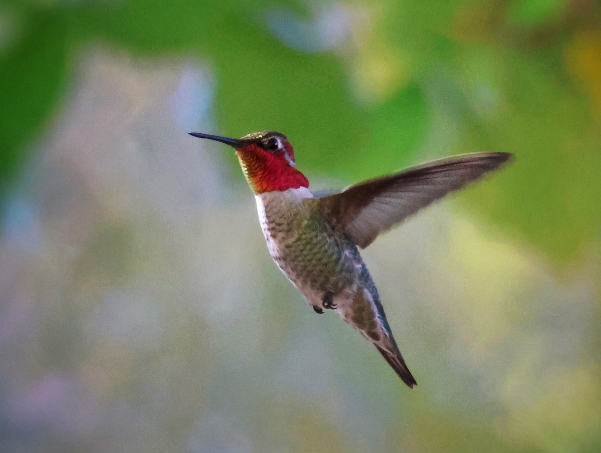 Anna's Hummingbird - ML646493060