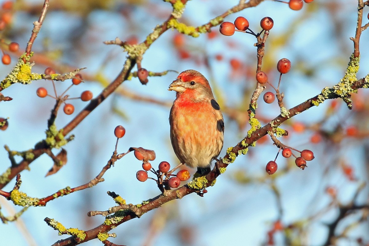 House Finch - ML646493066