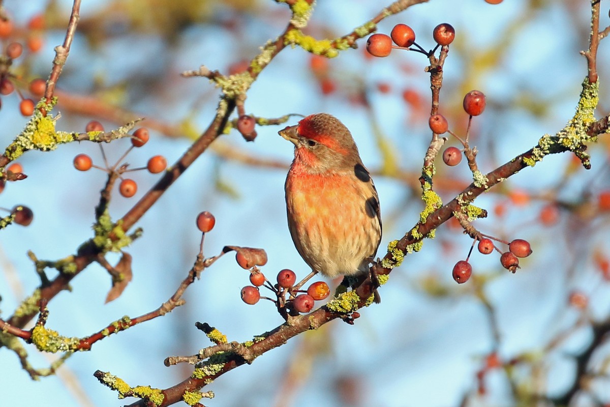 House Finch - ML646493067
