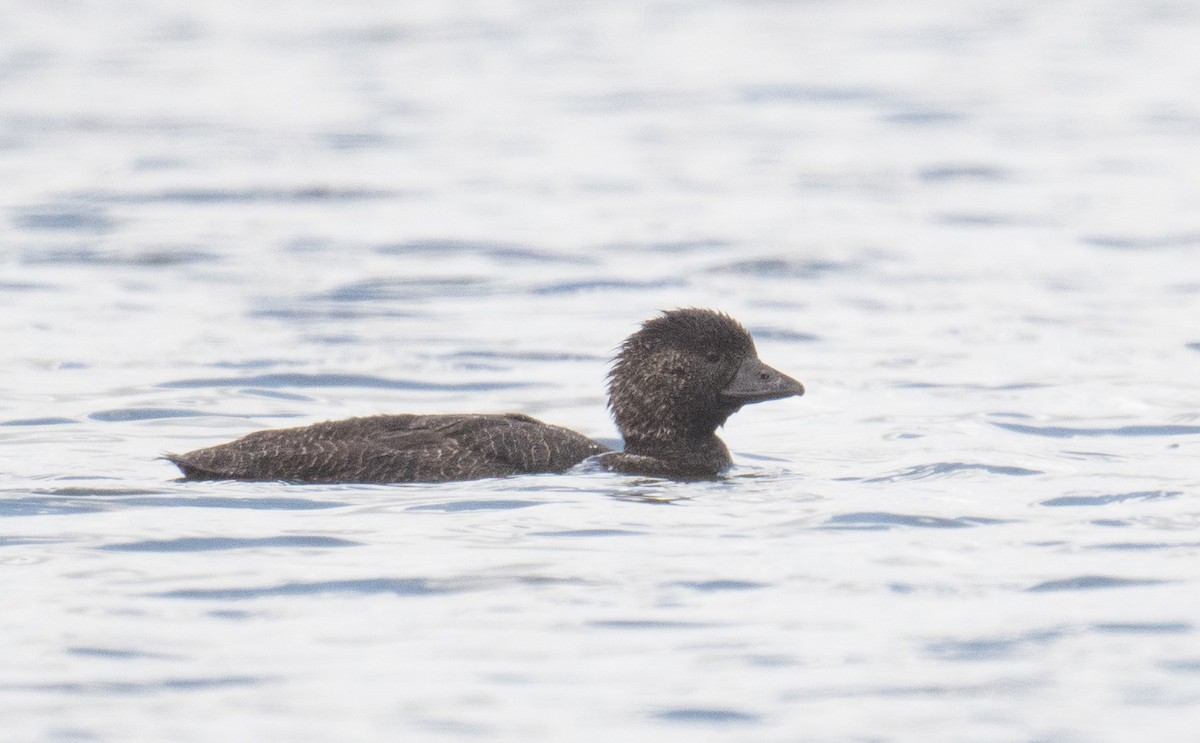 Musk Duck - ML646493068
