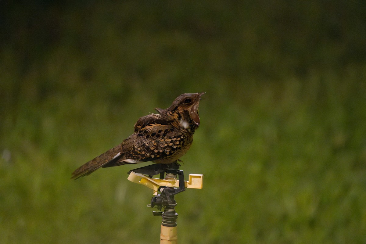 オオヨタカ - ML646493069