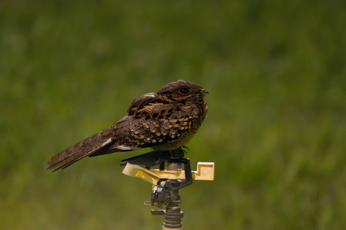 オオヨタカ - ML646493070