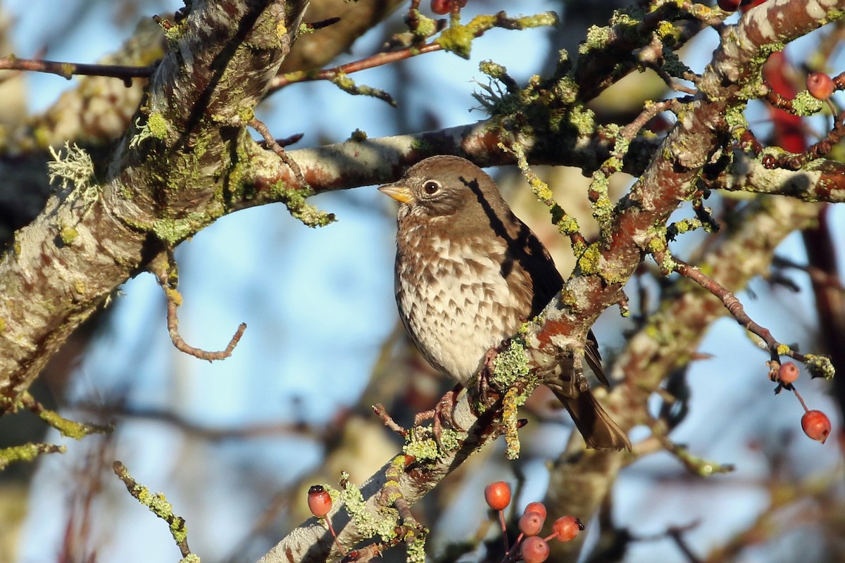Fox Sparrow (Sooty) - ML646493074