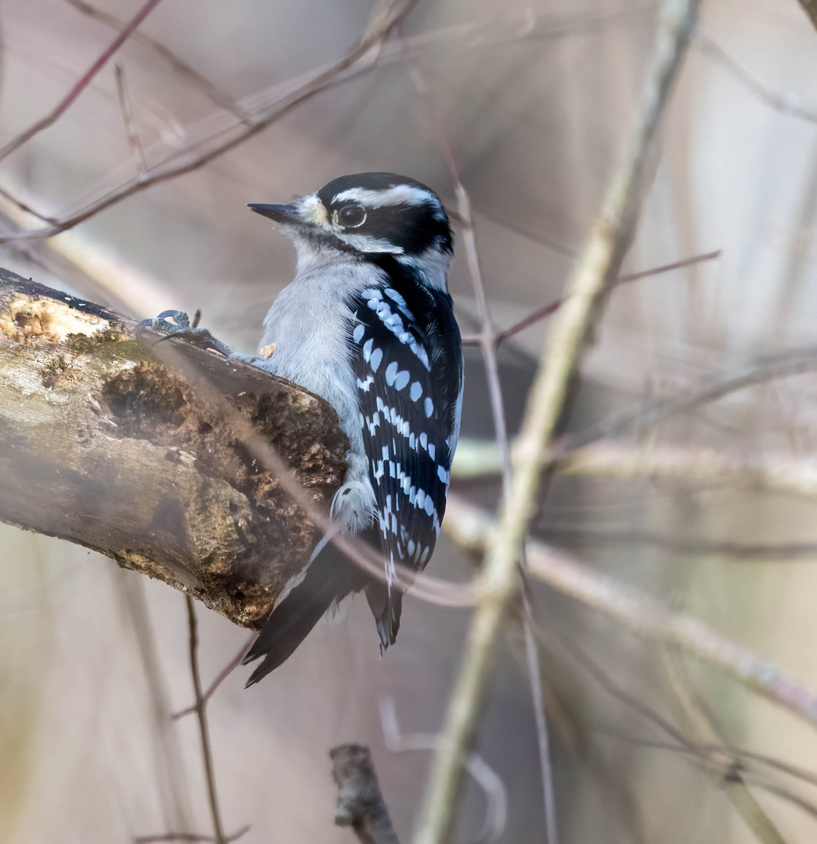 Downy Woodpecker - ML646493077