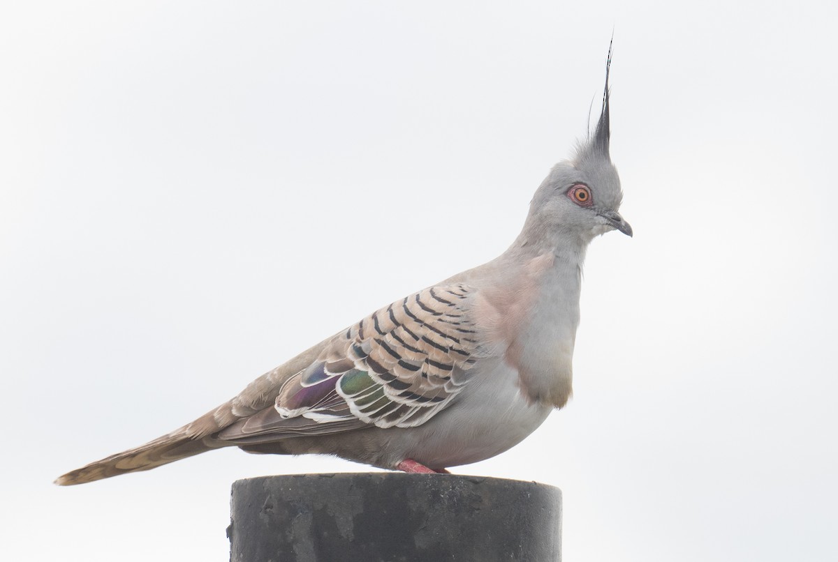 Crested Pigeon - ML646493079