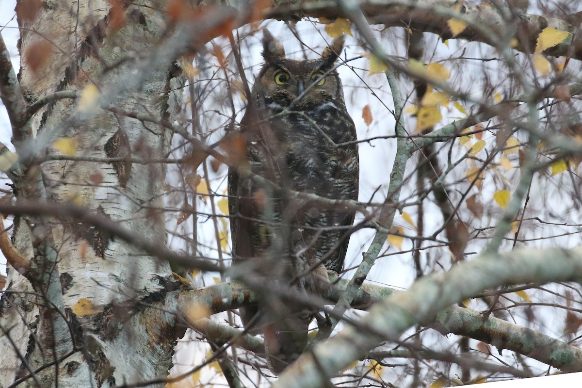 Great Horned Owl - ML646493083