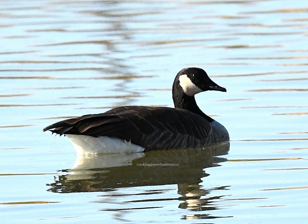 Cackling/Canada Goose - ML646493084