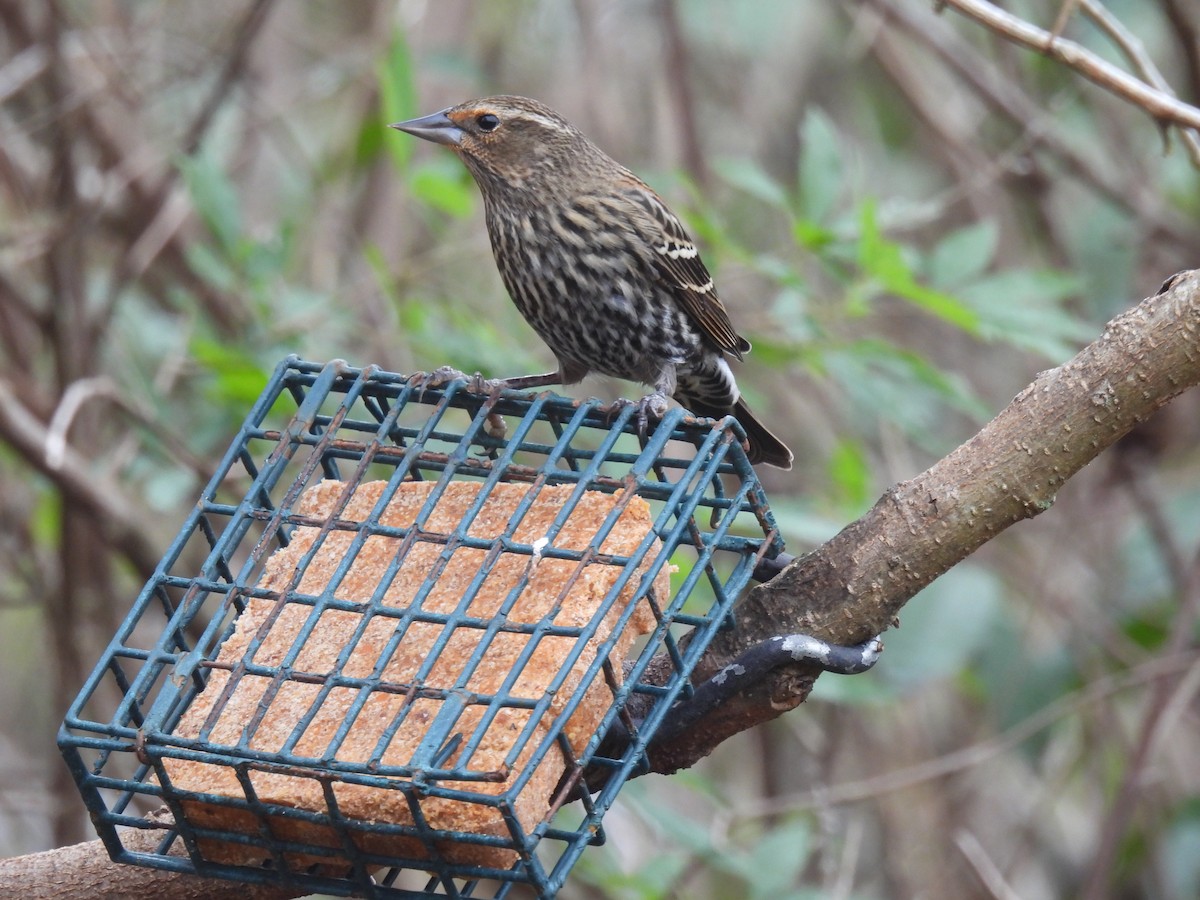 Red-winged Blackbird - ML646493085
