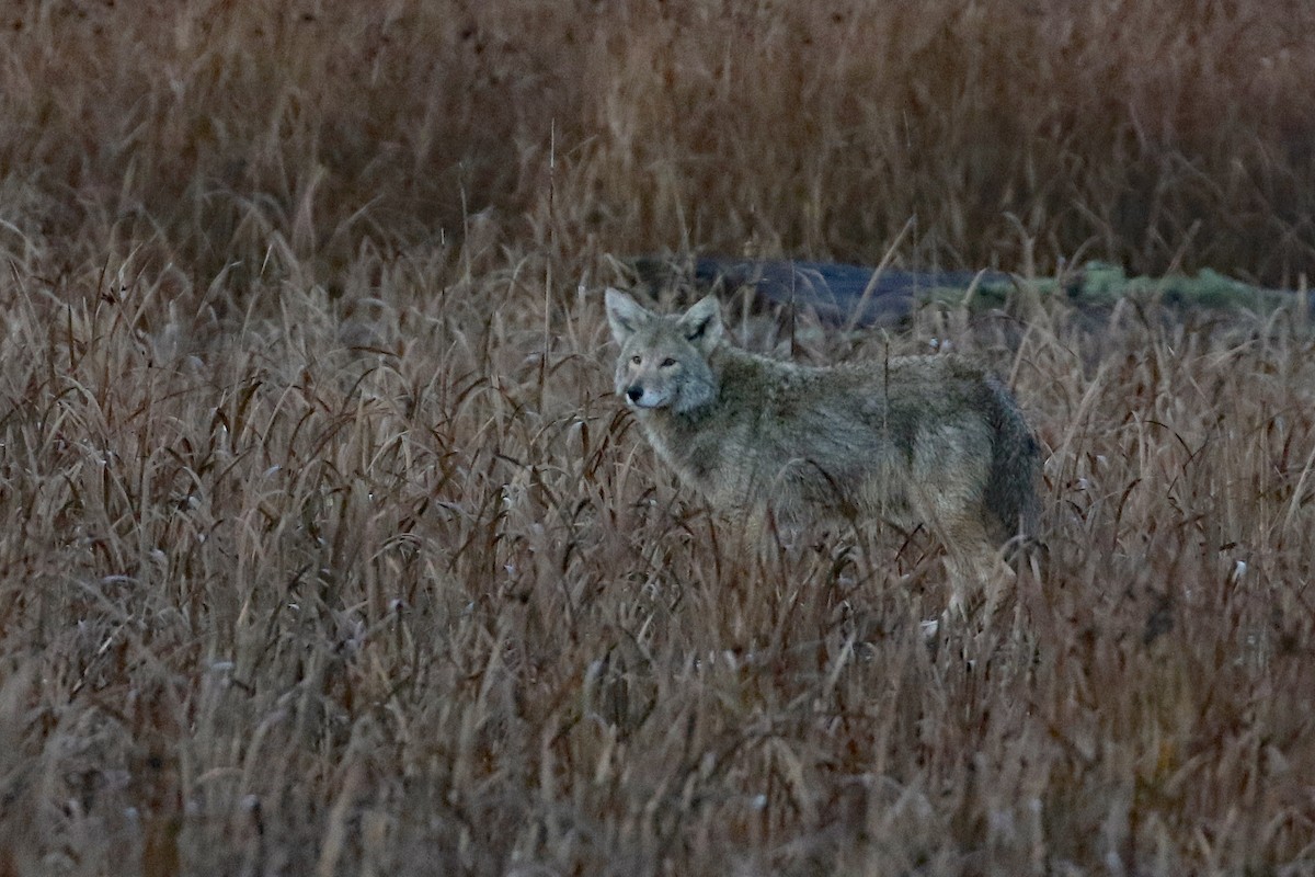 Coyote - ML646493088