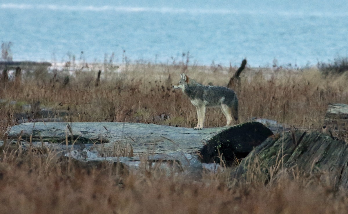 Coyote - ML646493089