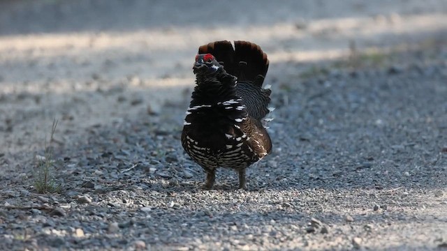 Канадская дикуша - ML646493091