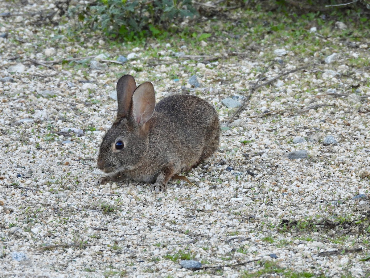 Animals - ML646493092