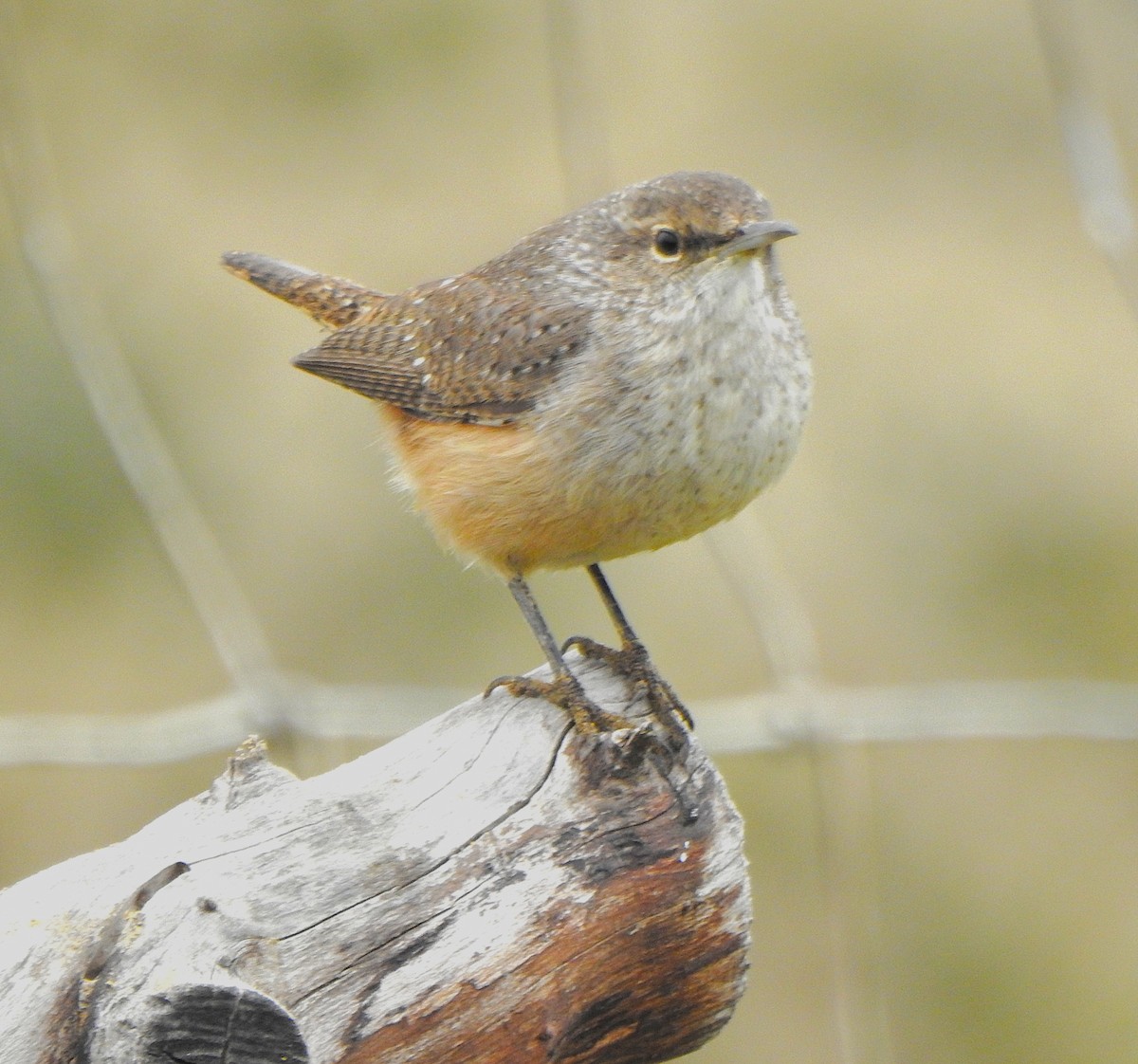 Rock Wren - ML646493094