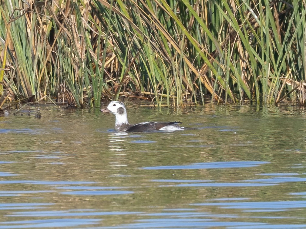 Long-tailed Duck - ML646493095