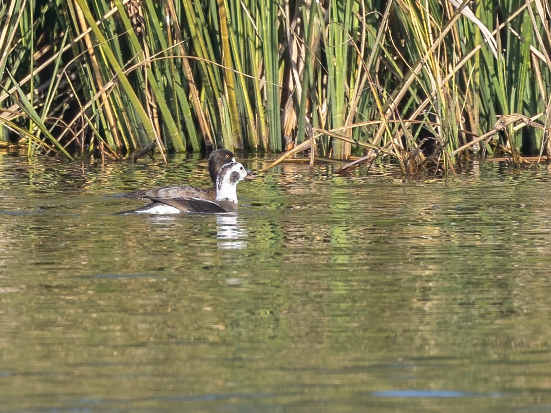 Long-tailed Duck - ML646493096