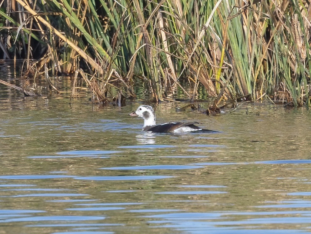 Long-tailed Duck - ML646493098