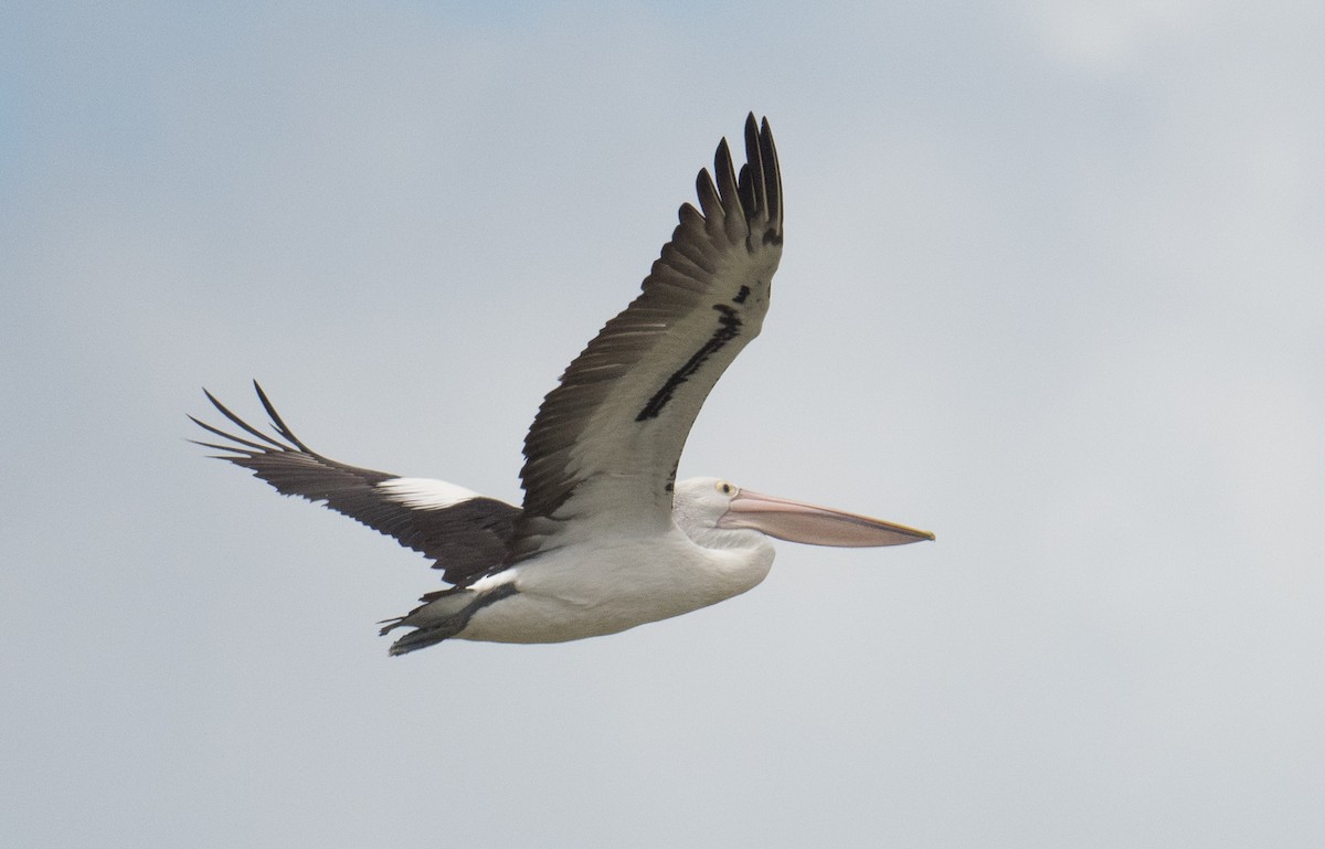 Australian Pelican - ML646493115