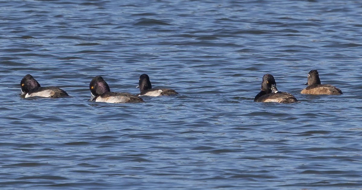 クビワキンクロ - ML646493117