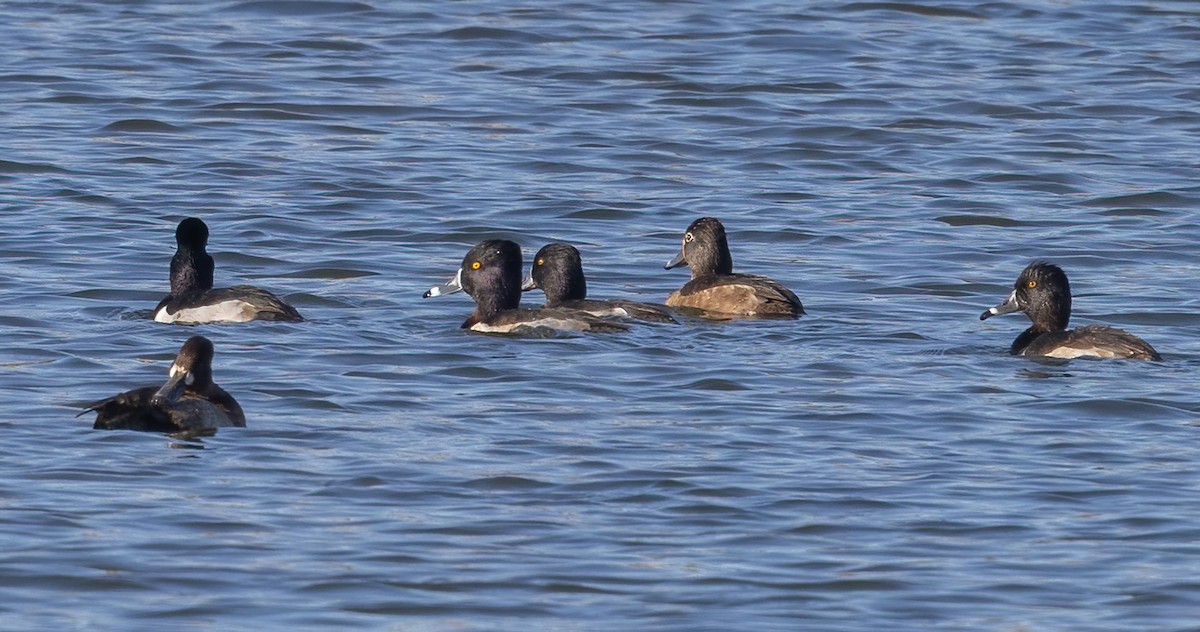 クビワキンクロ - ML646493118