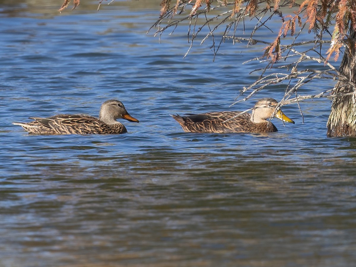 マダラガモ - ML646493121