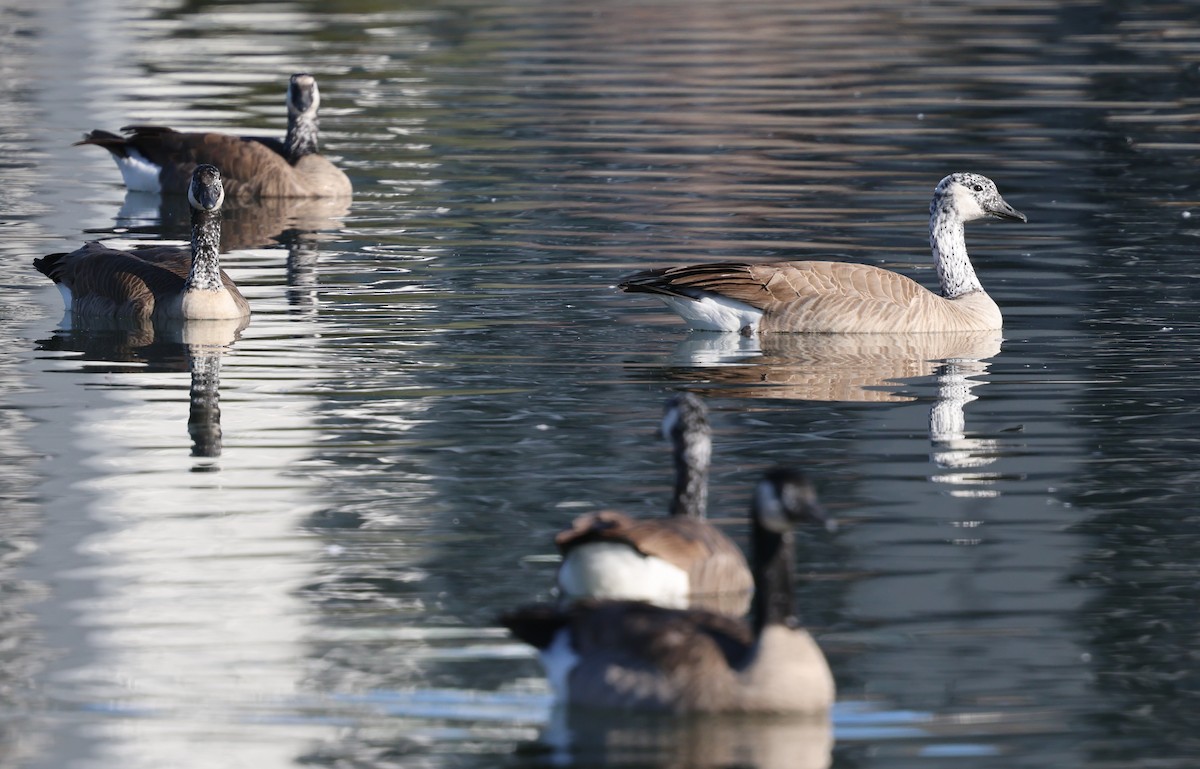 kanadagås - ML646493126