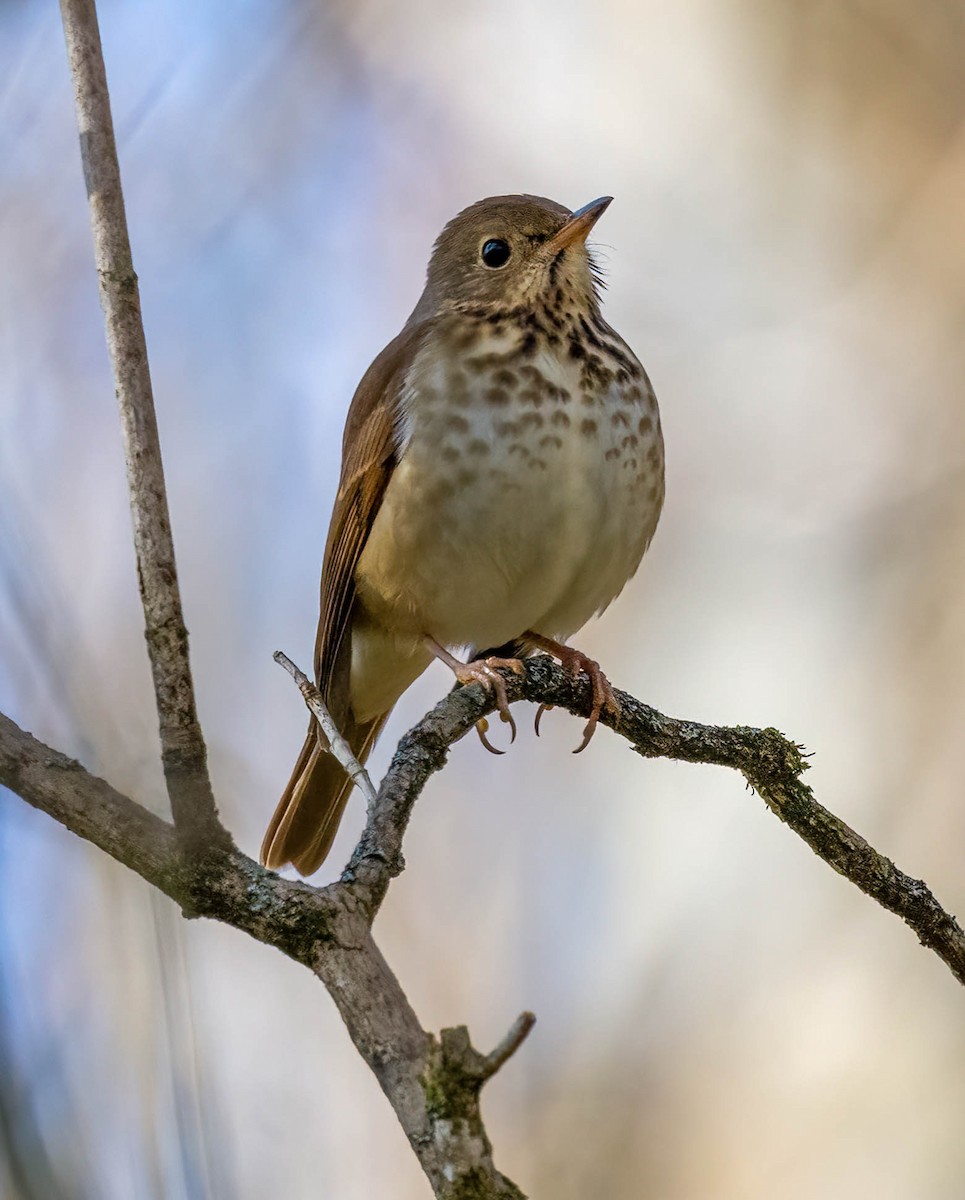 Hermit Thrush - ML646493128