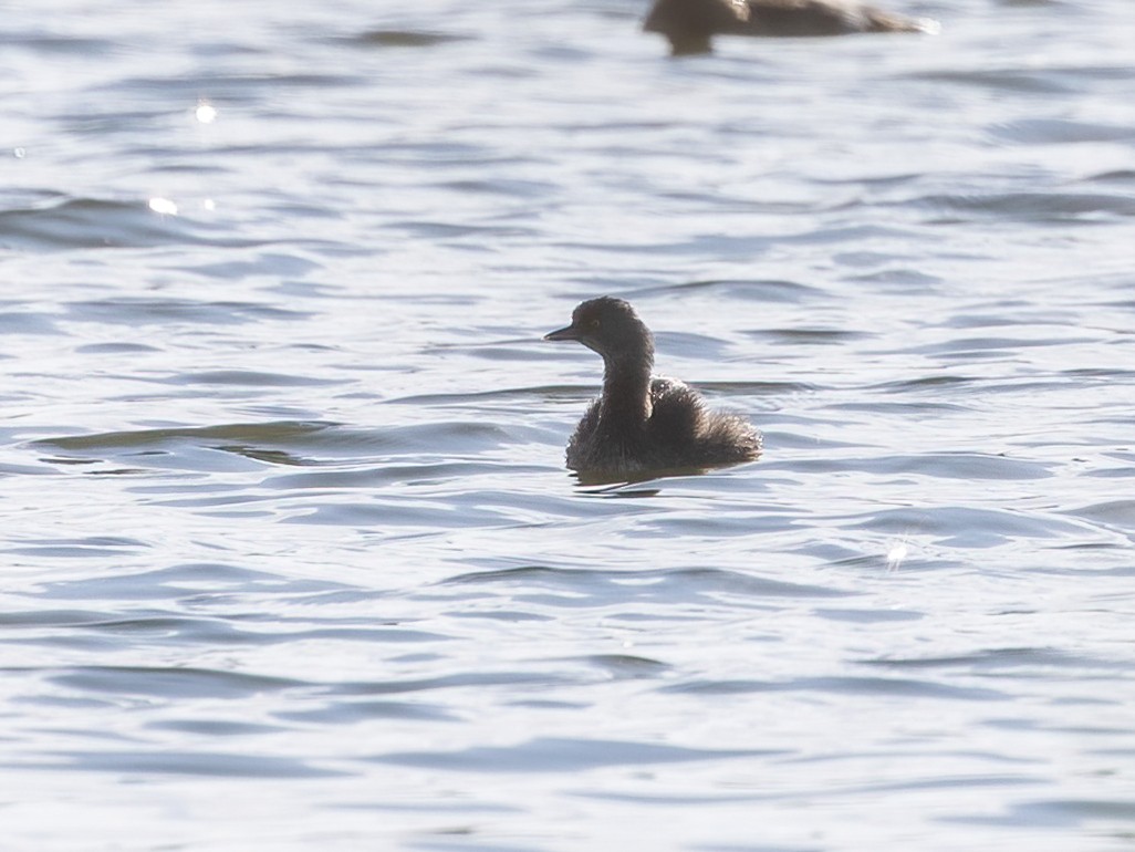 ヒメカイツブリ - ML646493132