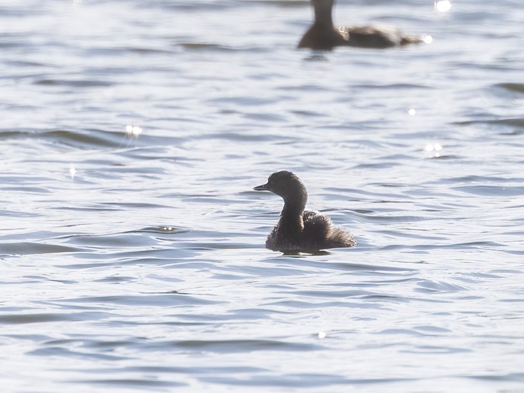 Least Grebe - ML646493133