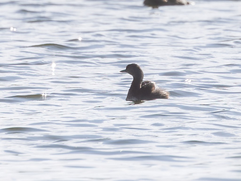 Least Grebe - ML646493134