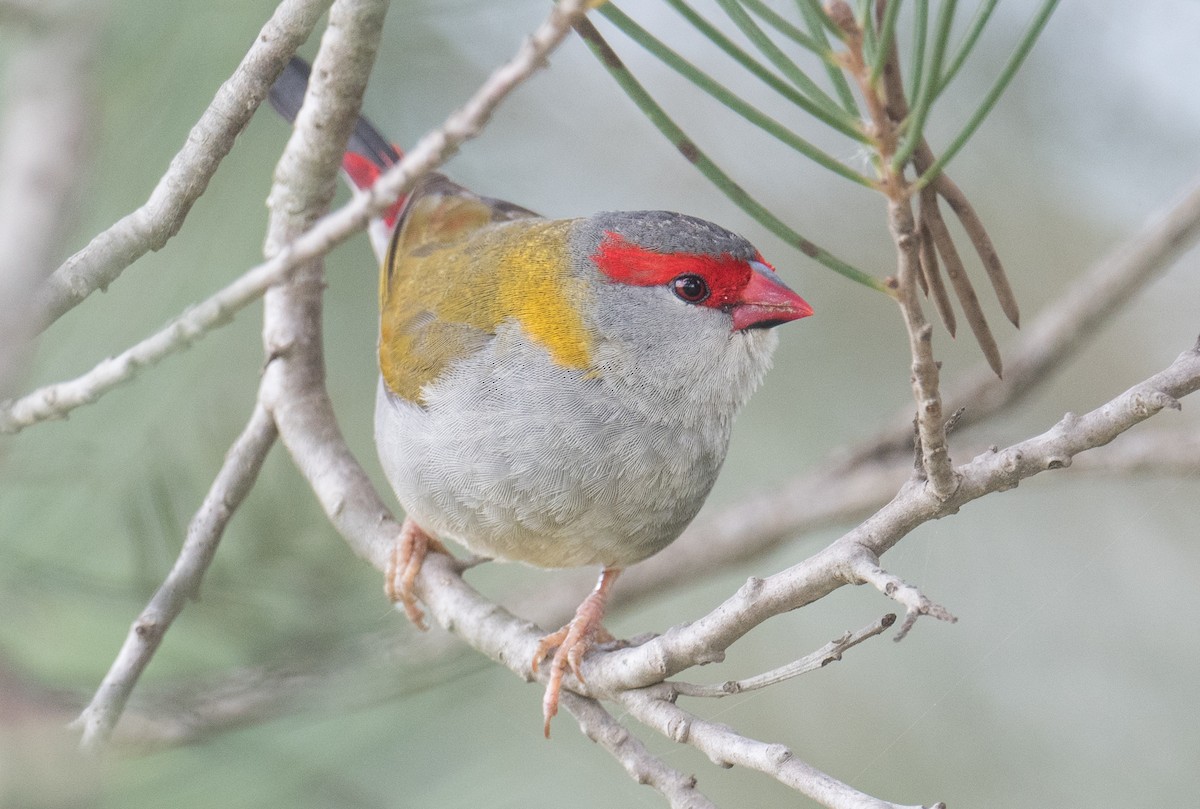 Red-browed Firetail - ML646493135