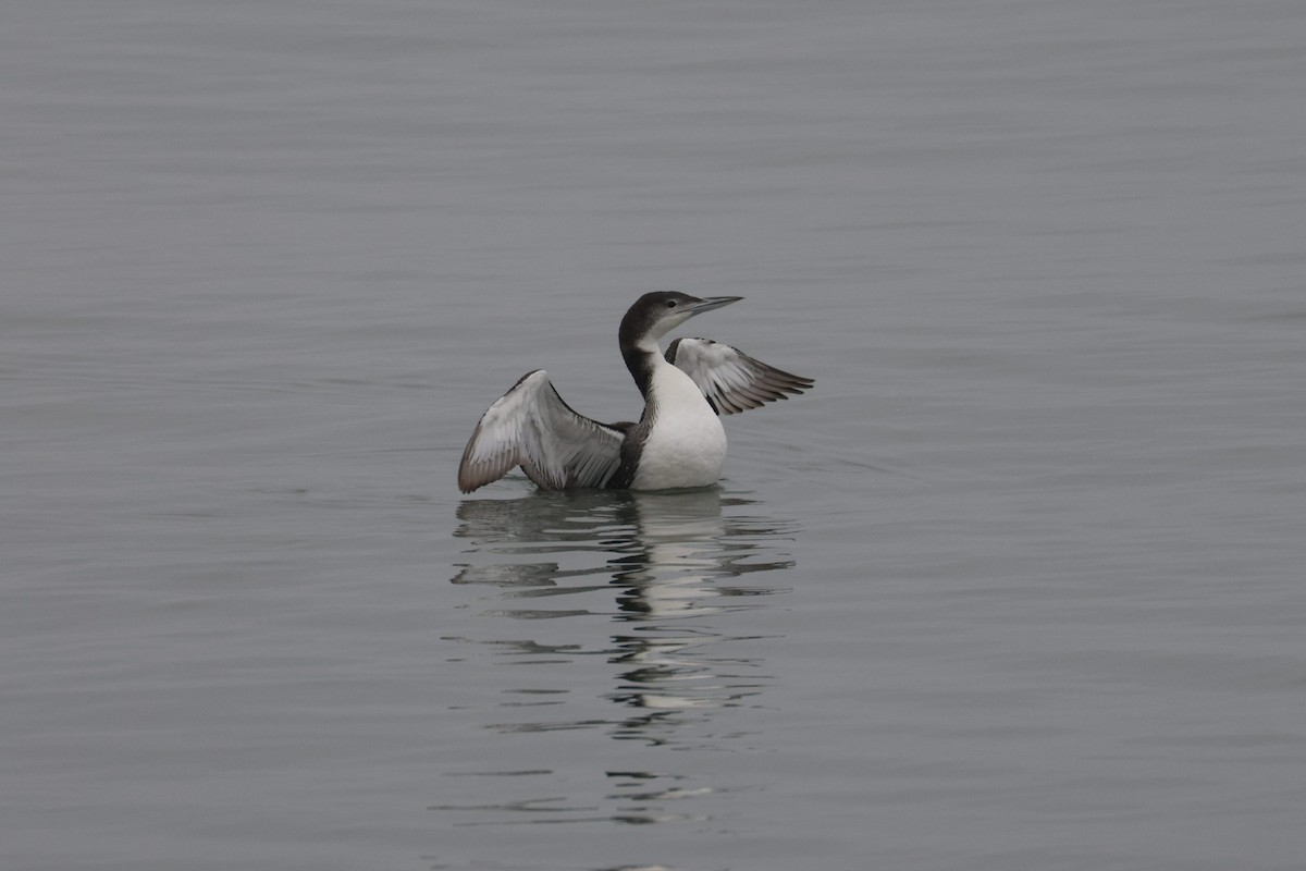Common Loon - ML646493137