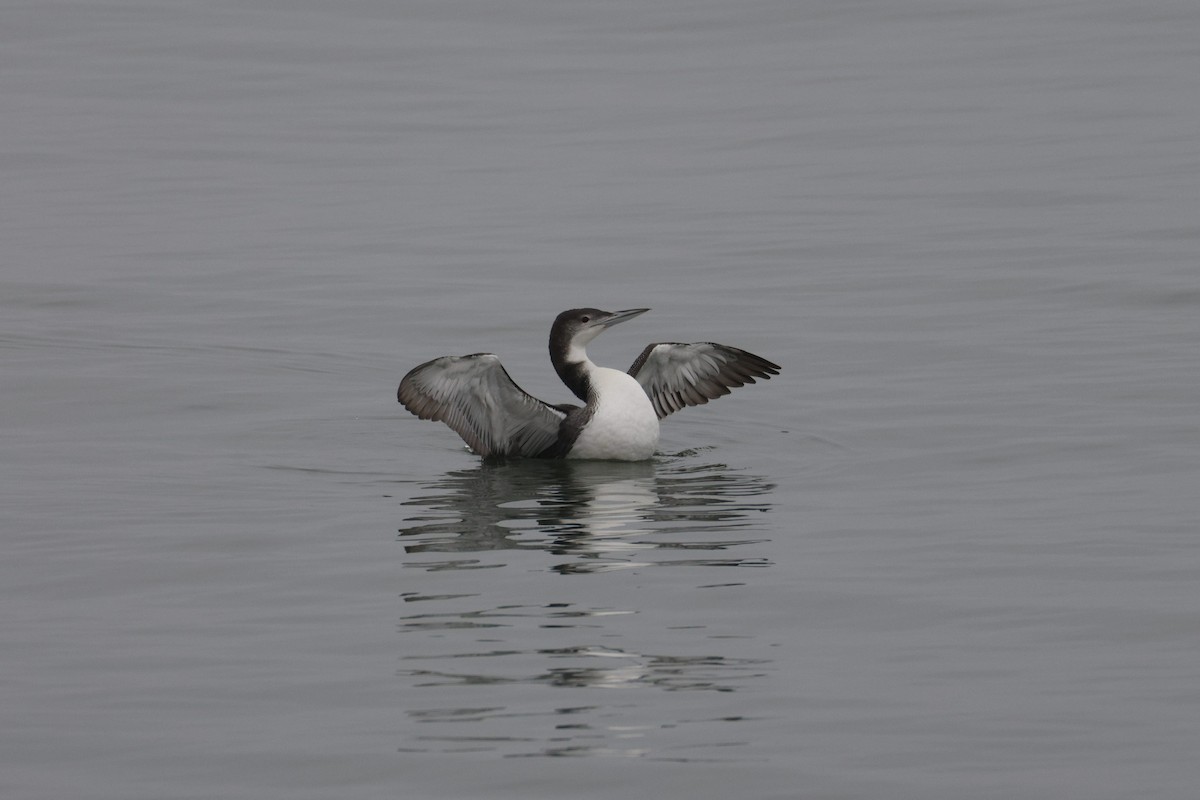 Common Loon - ML646493138