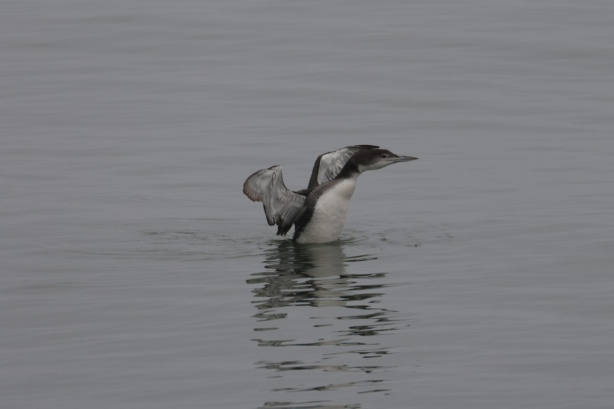 Common Loon - ML646493139