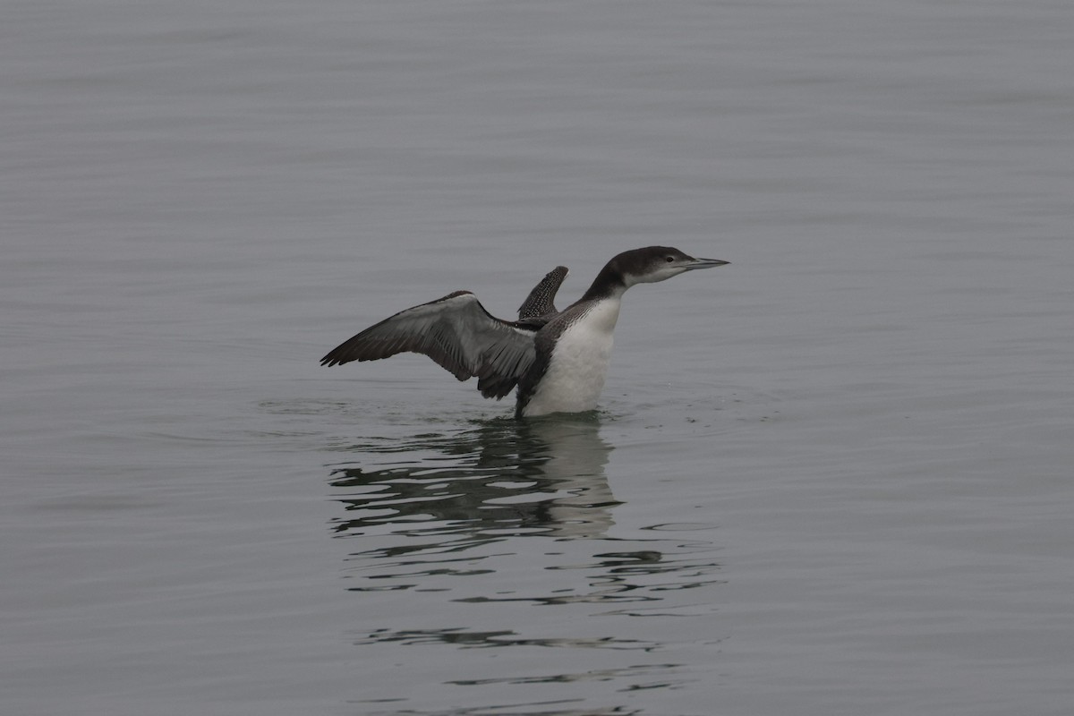 Common Loon - ML646493140