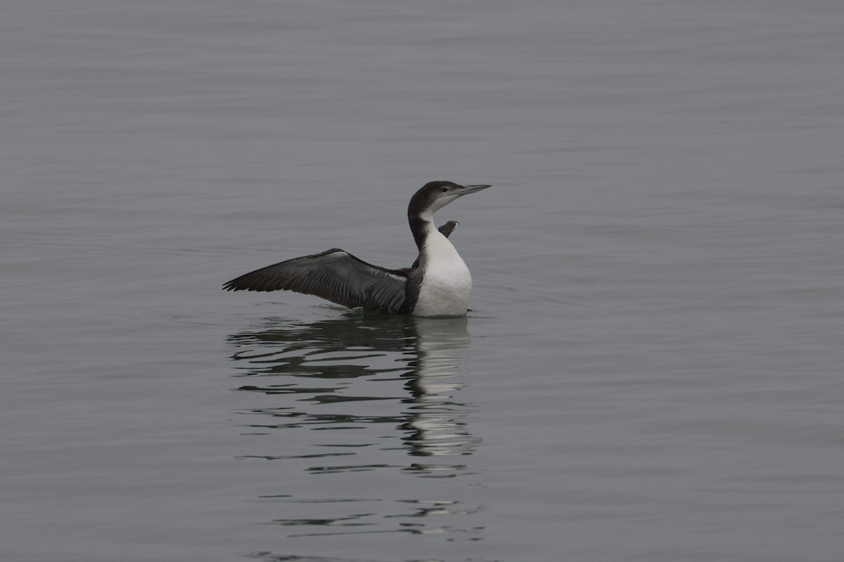 Common Loon - ML646493141