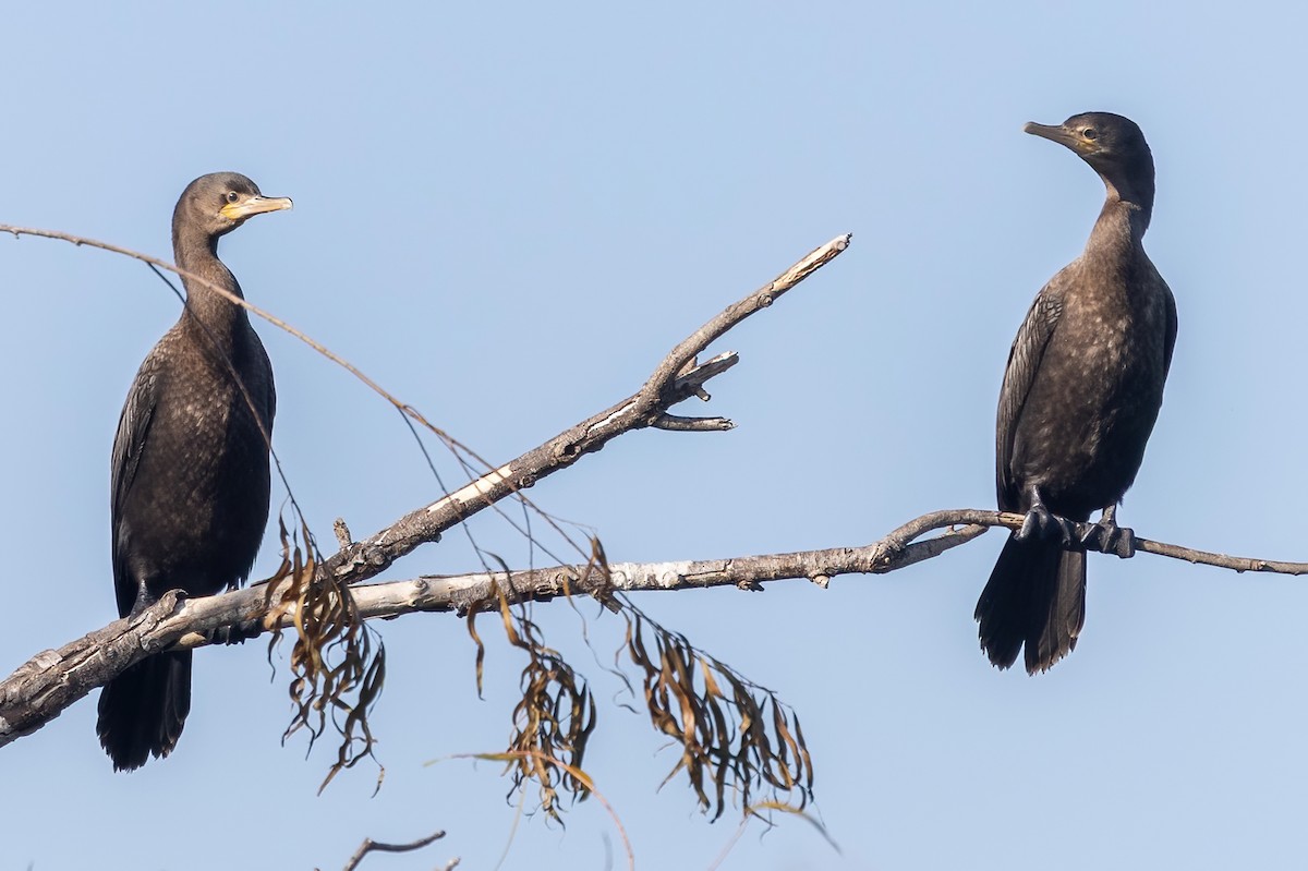 ナンベイヒメウ - ML646493142