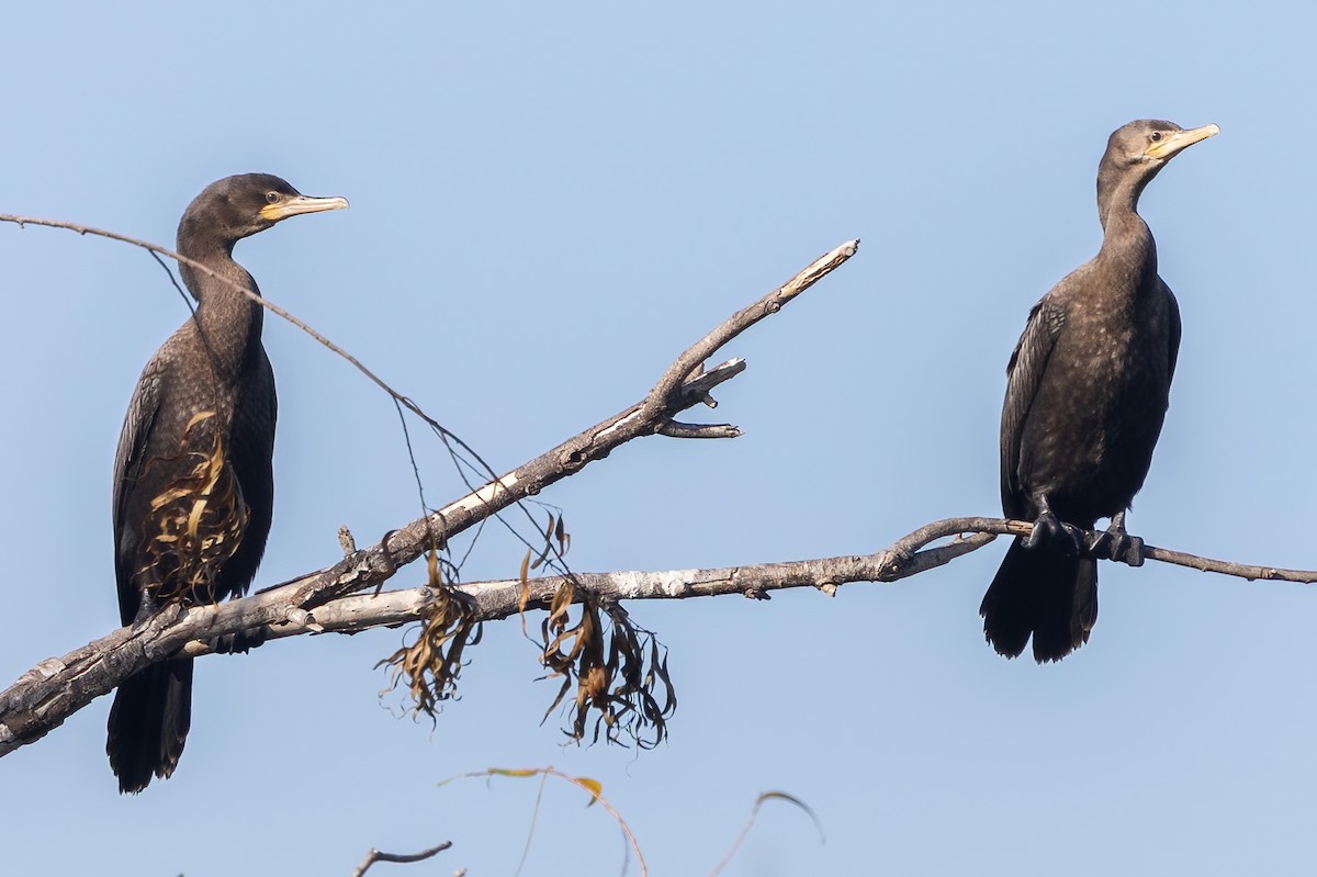 ナンベイヒメウ - ML646493143