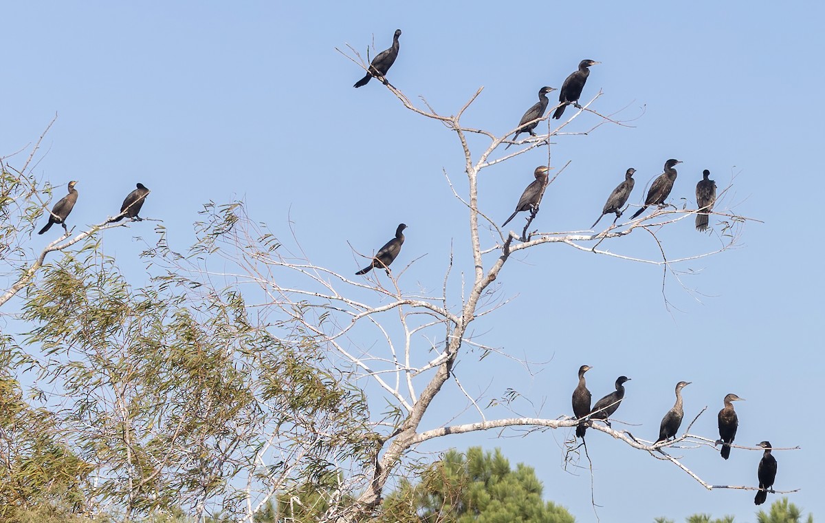 ナンベイヒメウ - ML646493144