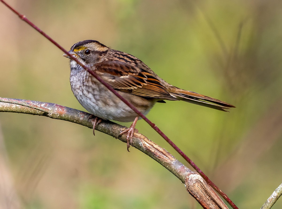 White-throated Sparrow - ML646493148