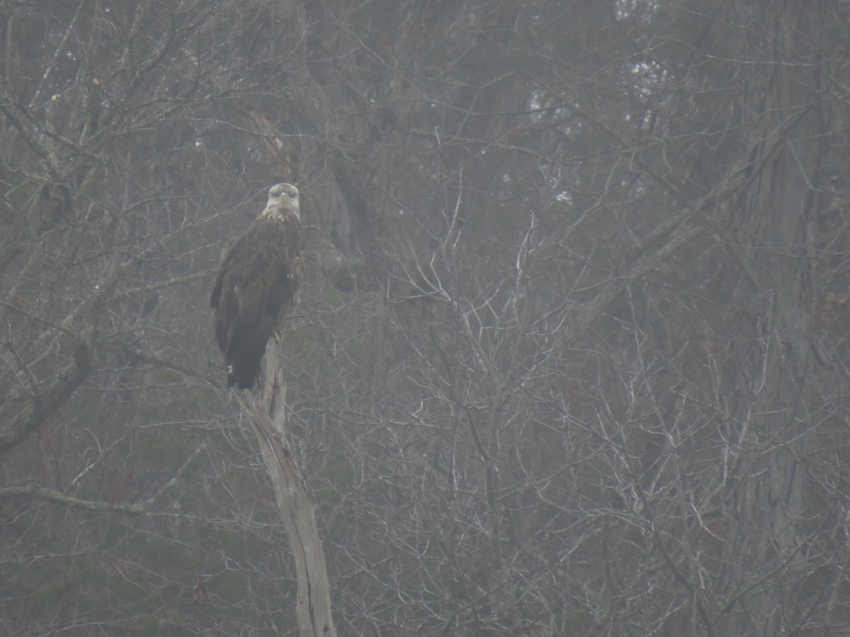Bald Eagle - ML646493156