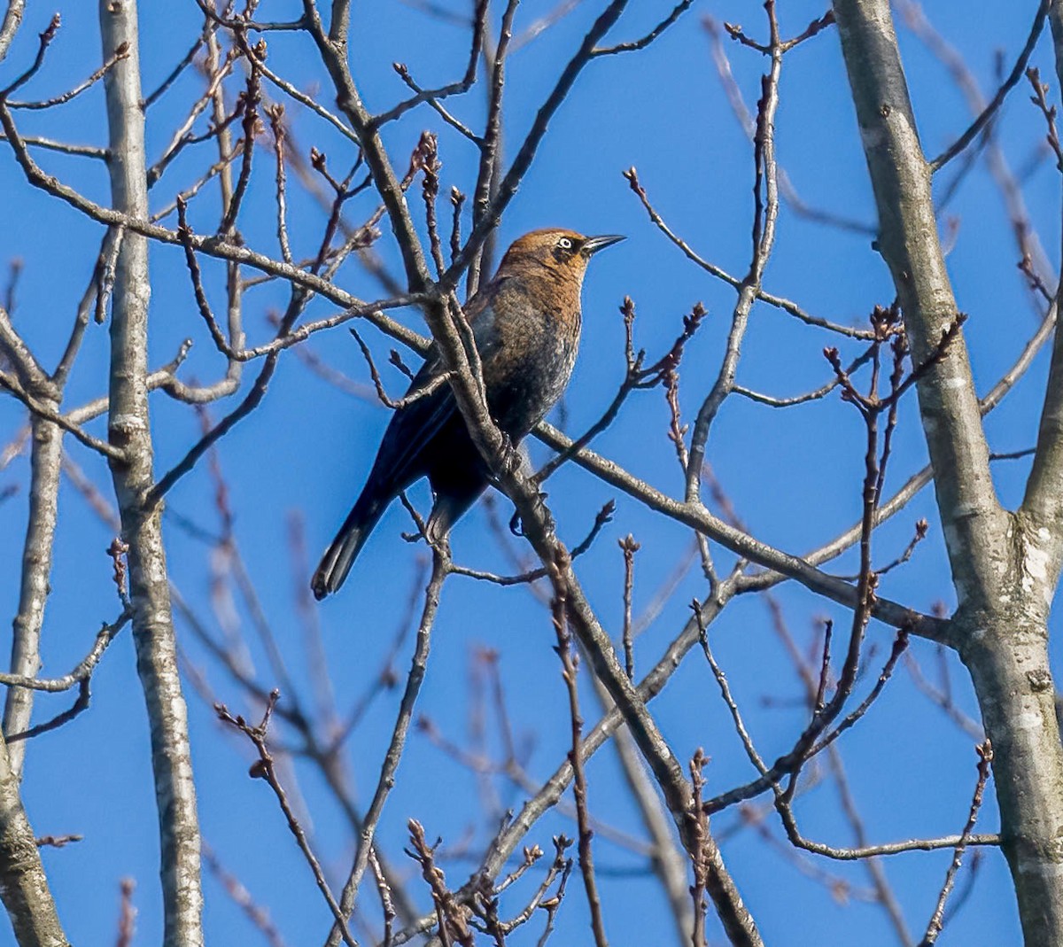 Rusty Blackbird - ML646493158